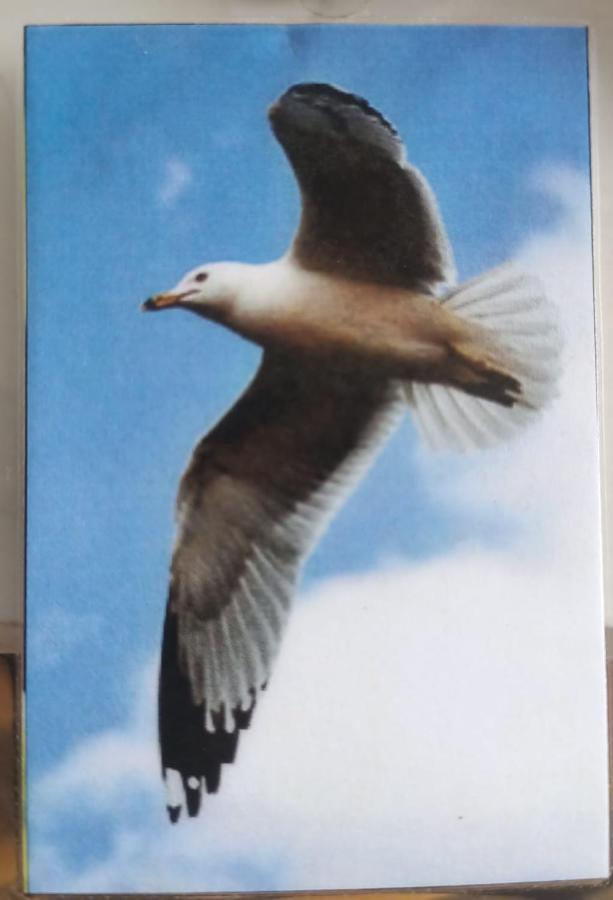 신데 델 카르멘 Gaviota 아파트 외부 사진